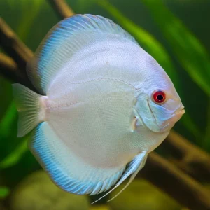 Expressversand Blue Diamond Diskus 8 cm